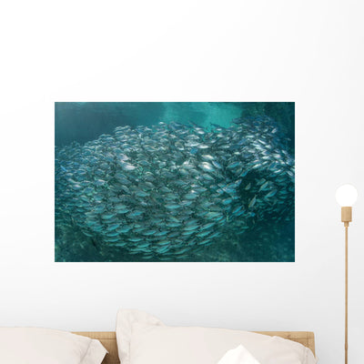 Large School Scad Solomon Wall Decal Design 3 shown on a wall