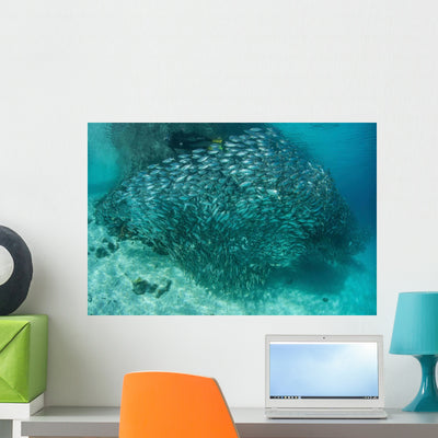 Large School Scad Solomon Wall Decal Design 2 shown on a wall