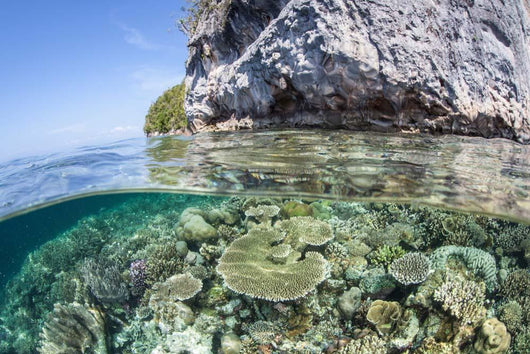 Healthy Coral Reef Grows Wall Decal Design 8