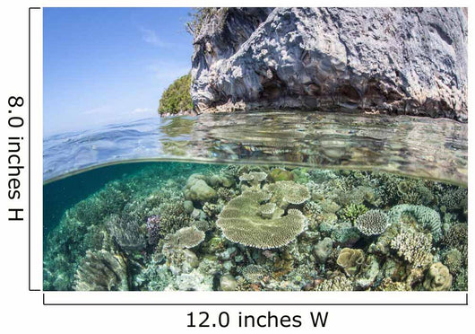Healthy Coral Reef Grows Wall Decal Design 8