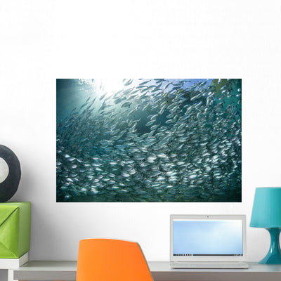 Large School Scad Solomon Wall Decal Design 1 shown on a wall