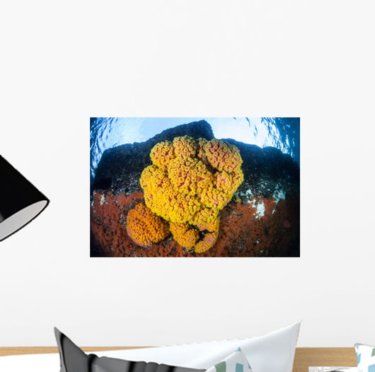 Colony Bright Cup Corals Wall Decal