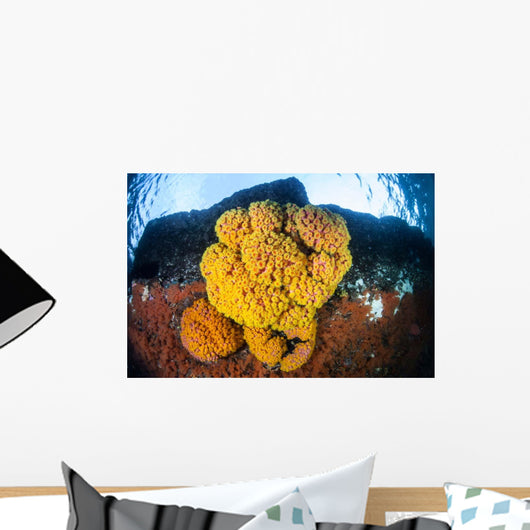 Colony Bright Cup Corals Wall Decal