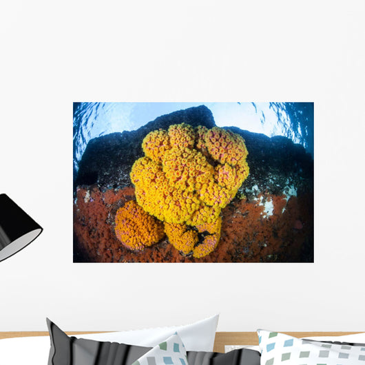 Colony Bright Cup Corals Wall Decal