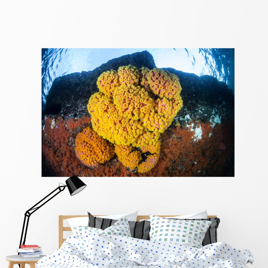 Colony Bright Cup Corals Wall Decal