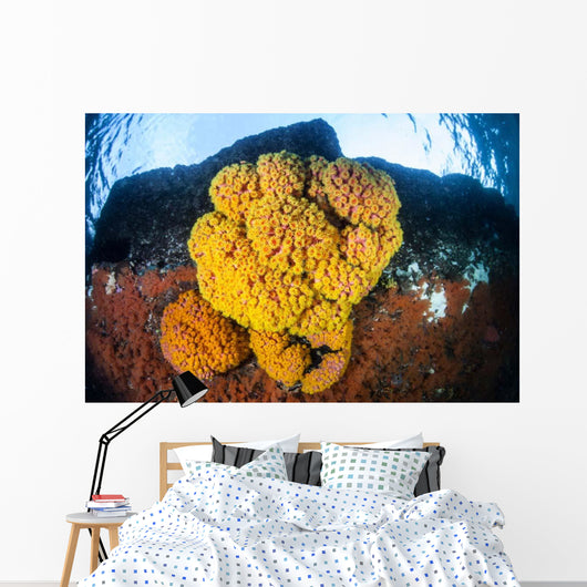 Colony Bright Cup Corals Wall Decal