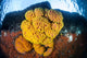 Colony Bright Cup Corals Wall Decal