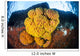 Colony Bright Cup Corals Wall Decal