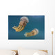 Golden Jellyfish Raja Ampat Wall Decal Design 3