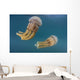 Golden Jellyfish Raja Ampat Wall Decal Design 3