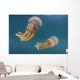 Golden Jellyfish Raja Ampat Wall Decal Design 3