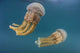 Golden Jellyfish Raja Ampat Wall Decal Design 3