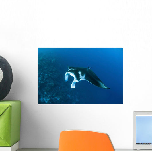 Reef Manta Ray Swims Wall Decal