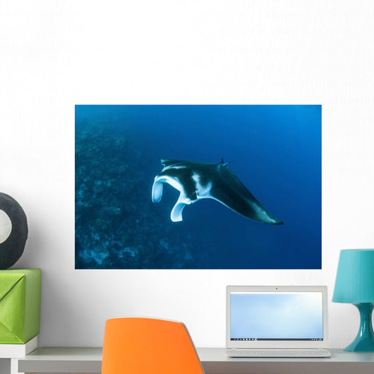 Reef Manta Ray Swims Wall Decal