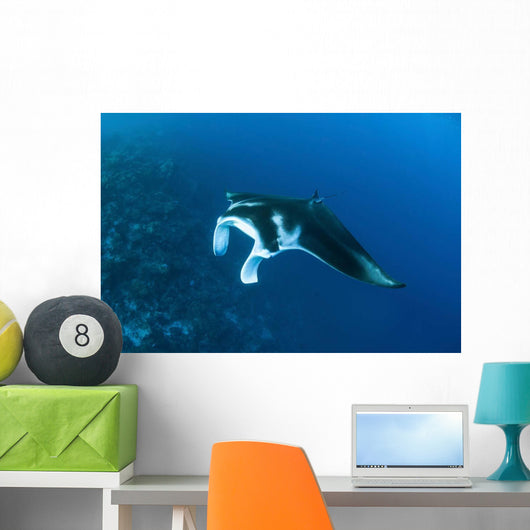 Reef Manta Ray Swims Wall Decal