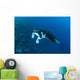 Reef Manta Ray Swims Wall Decal