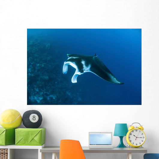 Reef Manta Ray Swims Wall Decal