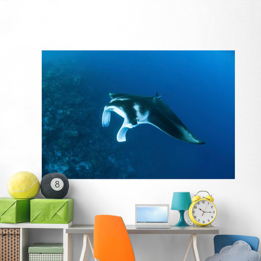 Reef Manta Ray Swims Wall Decal