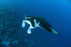 Reef Manta Ray Swims Wall Decal