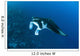 Reef Manta Ray Swims Wall Decal