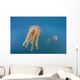 Golden Jellyfish Raja Ampat Wall Decal Design 2