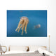 Golden Jellyfish Raja Ampat Wall Decal Design 2