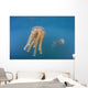 Golden Jellyfish Raja Ampat Wall Decal Design 2