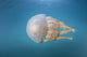Golden Jellyfish Raja Ampat Wall Decal Design 1