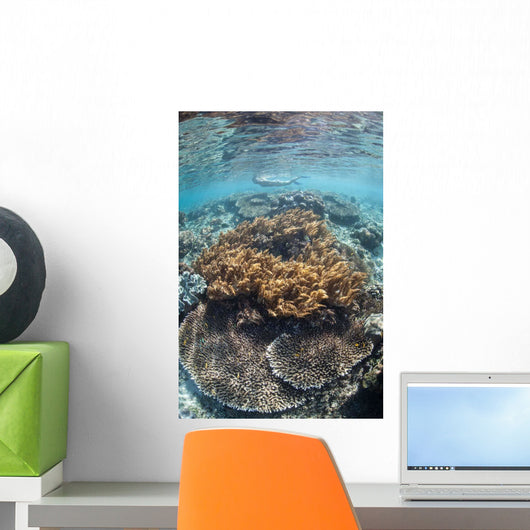 Snorkeler Explores Shallow Lagoon Wall Decal Design 2