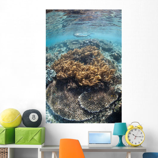 Snorkeler Explores Shallow Lagoon Wall Decal Design 2
