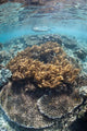 Snorkeler Explores Shallow Lagoon Wall Decal Design 2