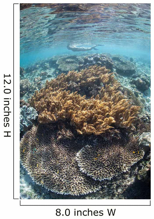 Snorkeler Explores Shallow Lagoon Wall Decal Design 2