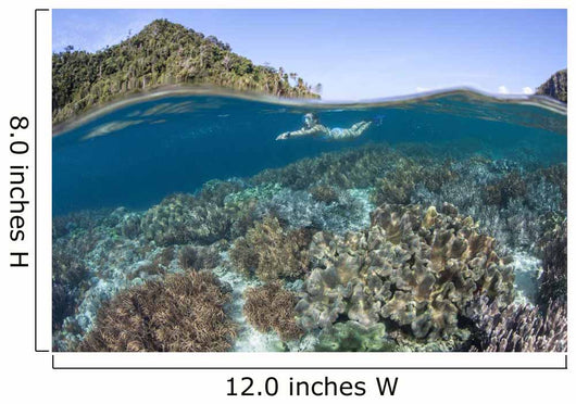 Snorkeler Explores Shallow Lagoon Wall Decal Design 1