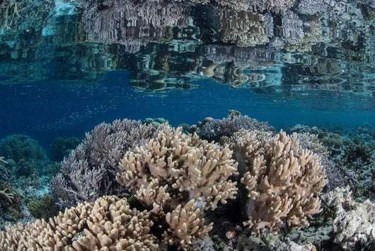 Healthy Coral Reef Grows Wall Decal Design 7