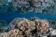 Healthy Coral Reef Grows Wall Decal Design 7