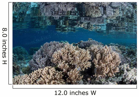 Healthy Coral Reef Grows Wall Decal Design 7