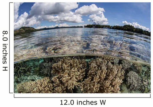Healthy Coral Reef Grows Wall Decal Design 6