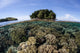Healthy Coral Reef Grows Wall Decal Design 5
