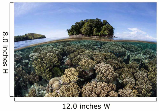 Healthy Coral Reef Grows Wall Decal Design 5