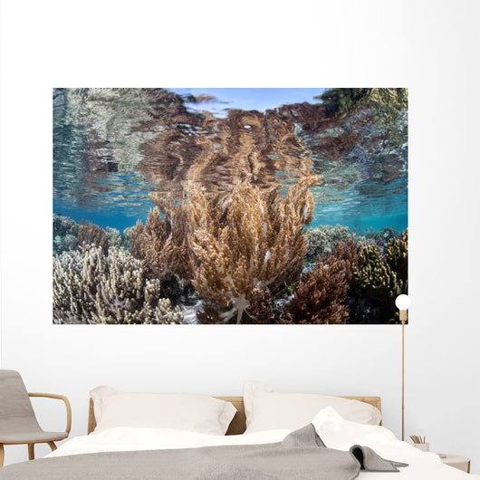 Healthy and Diverse Coral Wall Decal Design 4