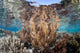 Healthy and Diverse Coral Wall Decal Design 4