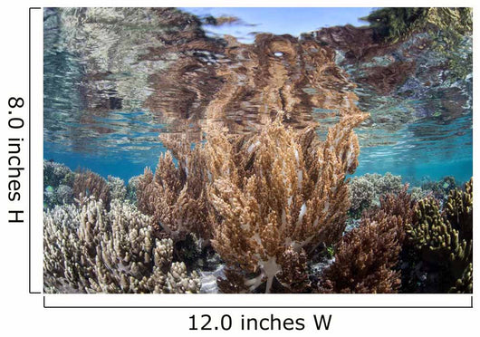 Healthy and Diverse Coral Wall Decal Design 4