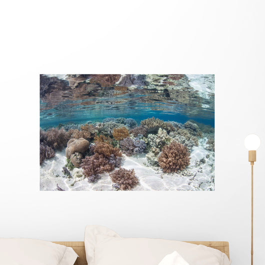 Healthy and Diverse Coral Wall Decal Design 2