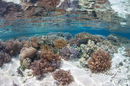 Healthy and Diverse Coral Wall Decal Design 2