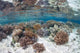 Healthy and Diverse Coral Wall Decal Design 2
