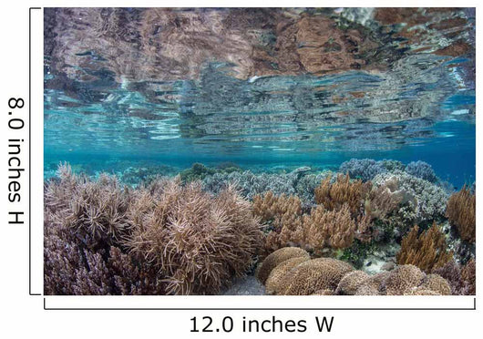 Healthy and Diverse Coral Wall Decal Design 1