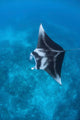 Large Reef Manta Ray Wall Decal Design 2