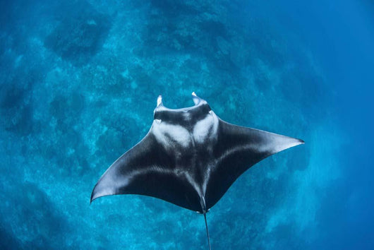 Large Reef Manta Ray Wall Decal Design 1