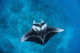 Large Reef Manta Ray Wall Decal Design 1