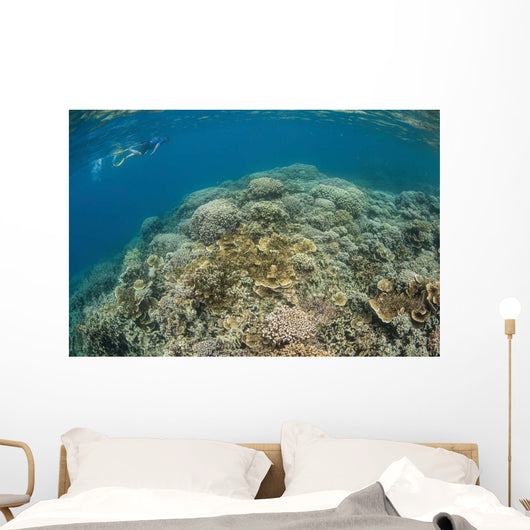 Snorkeler Explores Healthy Coral Wall Decal